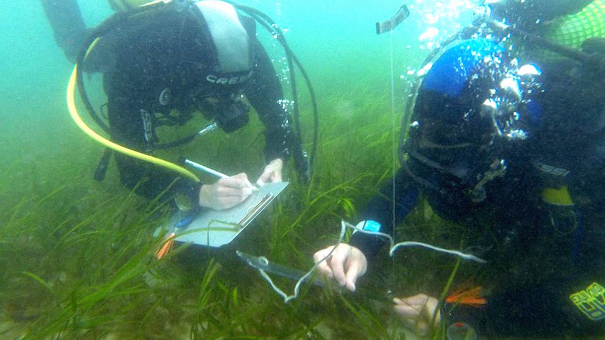 Taking measurements in a seagrass bed