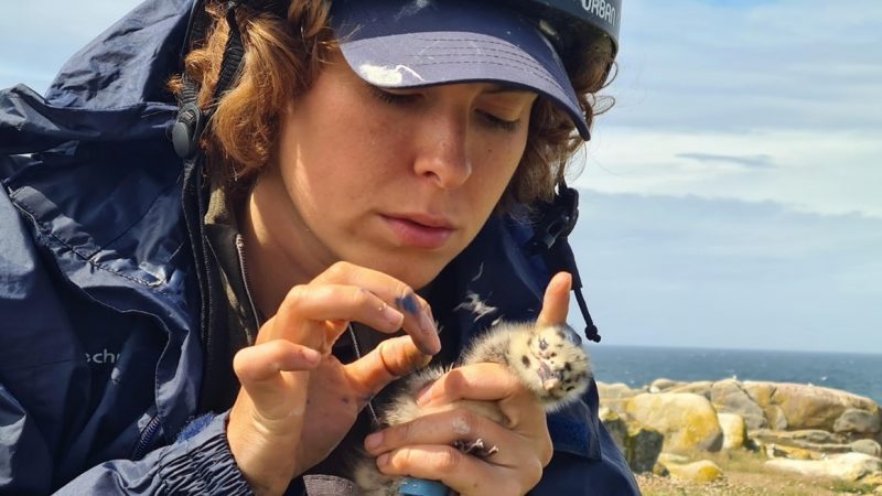 Susana Cortes, investigadora de predoutoramento do grupo de Ecoloxía Animal do CIM realizando o estudo sobre os factores ambientais que afectan ao desenvolvemento da gaivota patiamera na illa de Sálvora