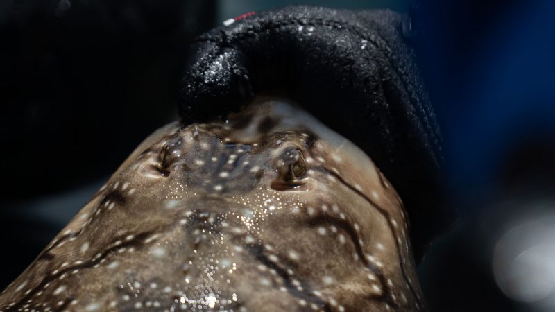 Investigadores galegos avanzan no coñecemento da conectividade dos elasmobranquios no Parque Nacional das Illas Atlánticas